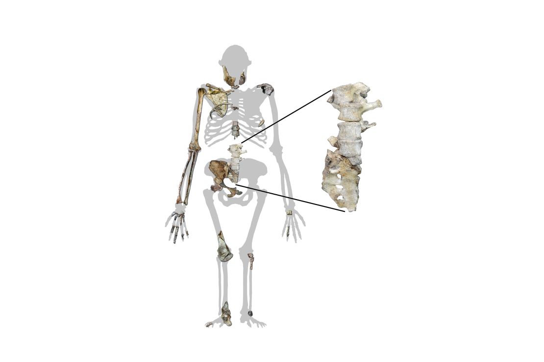 Australopithecus sediba silhouette showing the newly-found vertebrae along with other skeletal remains from the species.