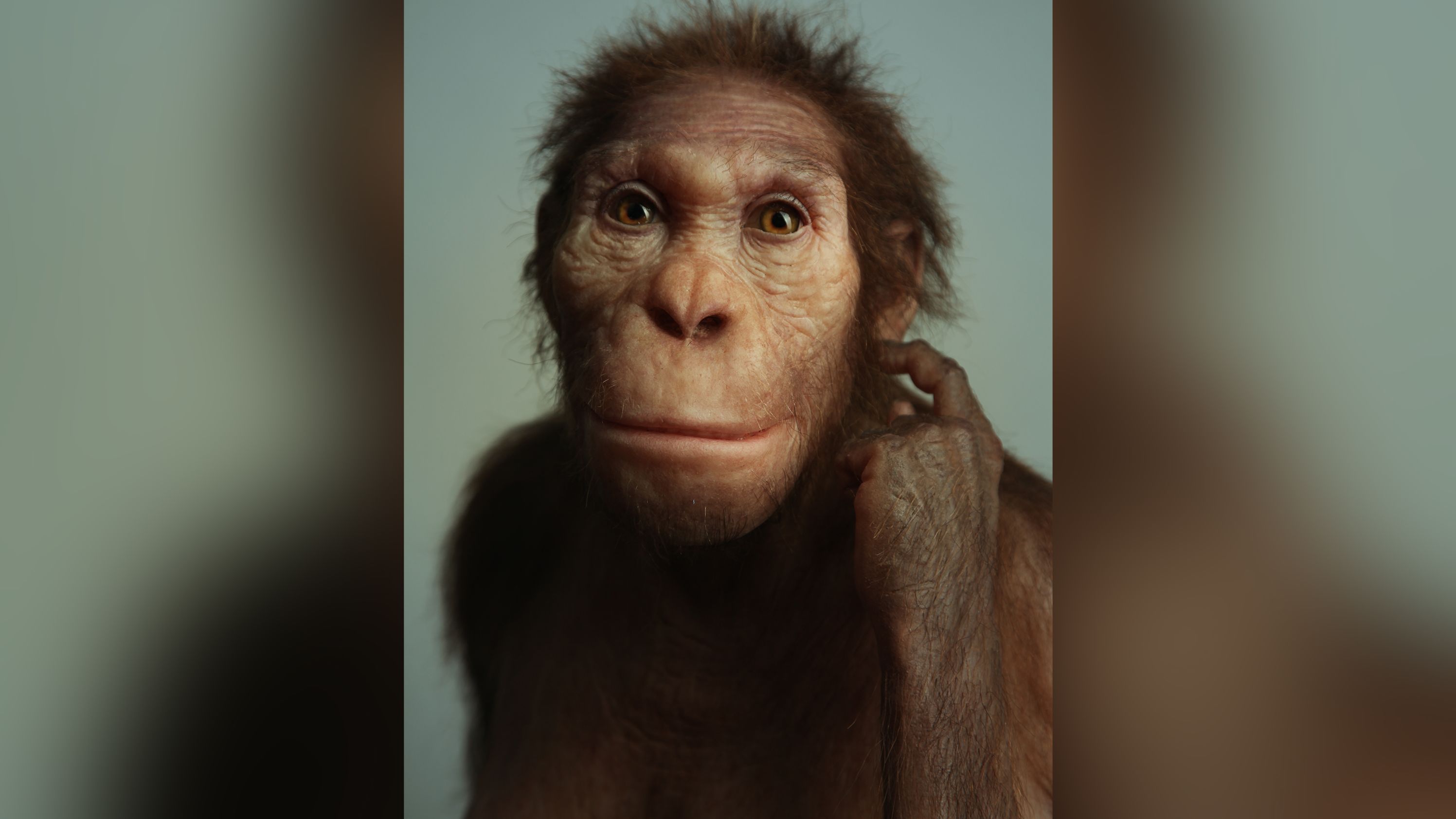 Australopithecus sediba was a transitional form of ancient human relative, a study has concluded.