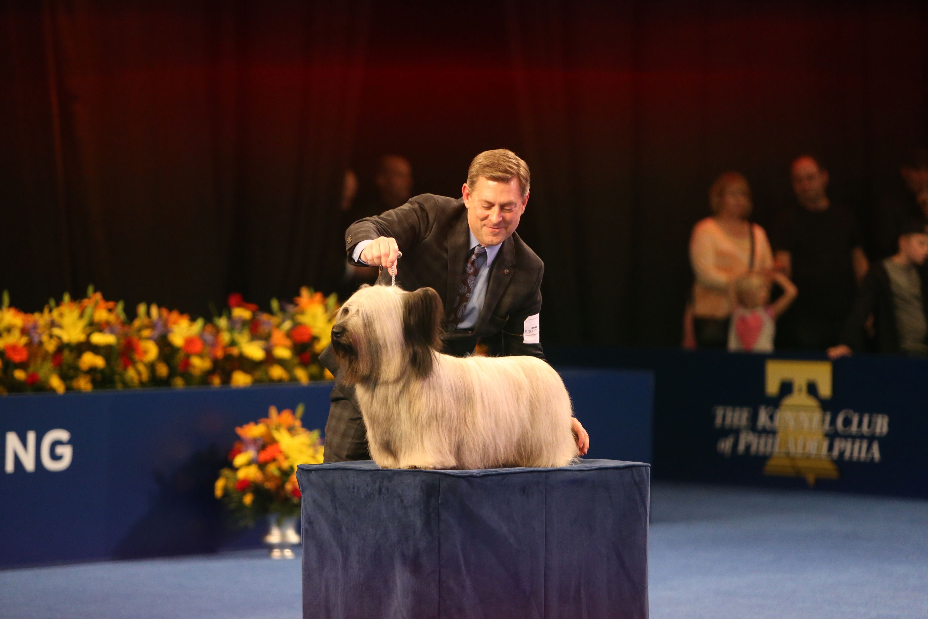 The National Dog Show winner looks like an adorable little Chewbacca –  Chicago Tribune