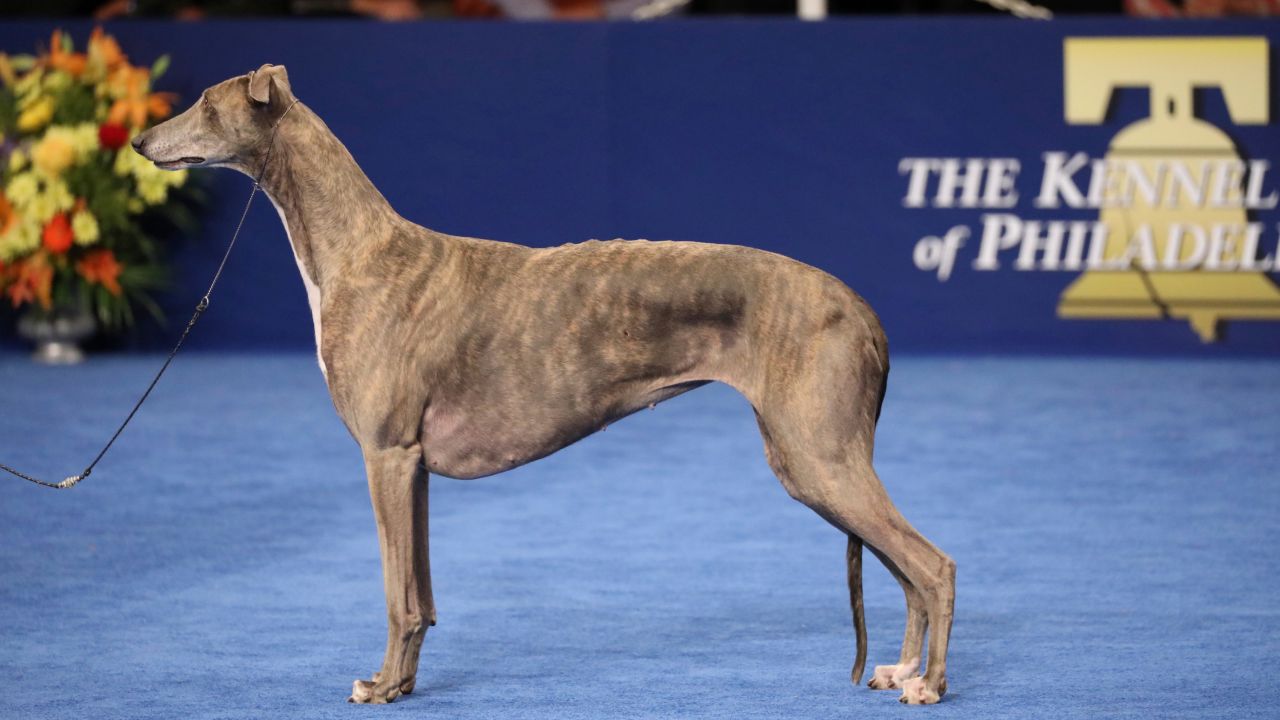 National Dog Show Revisit previous Best in Show champs CNN