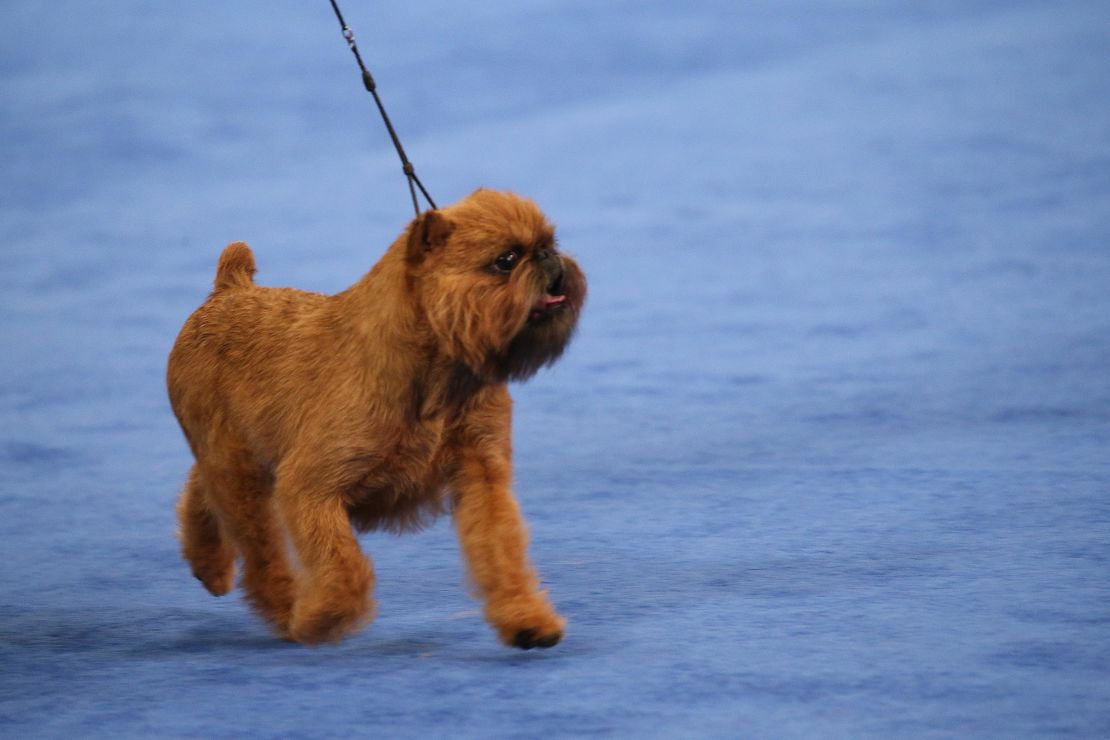 Newton flashed a rare smile during his winning performance at the National Dog Show.