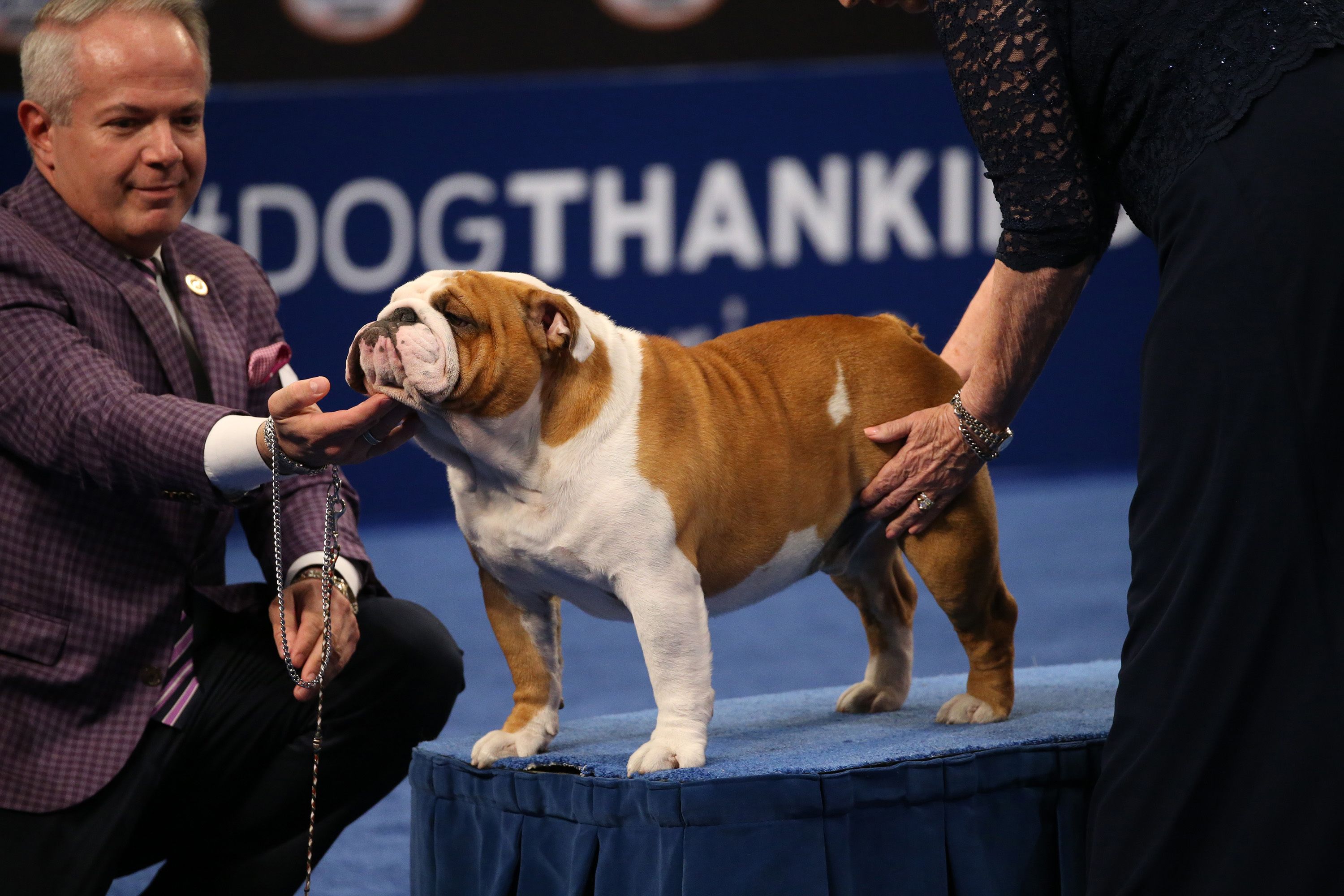 who won best in show at the national dog show