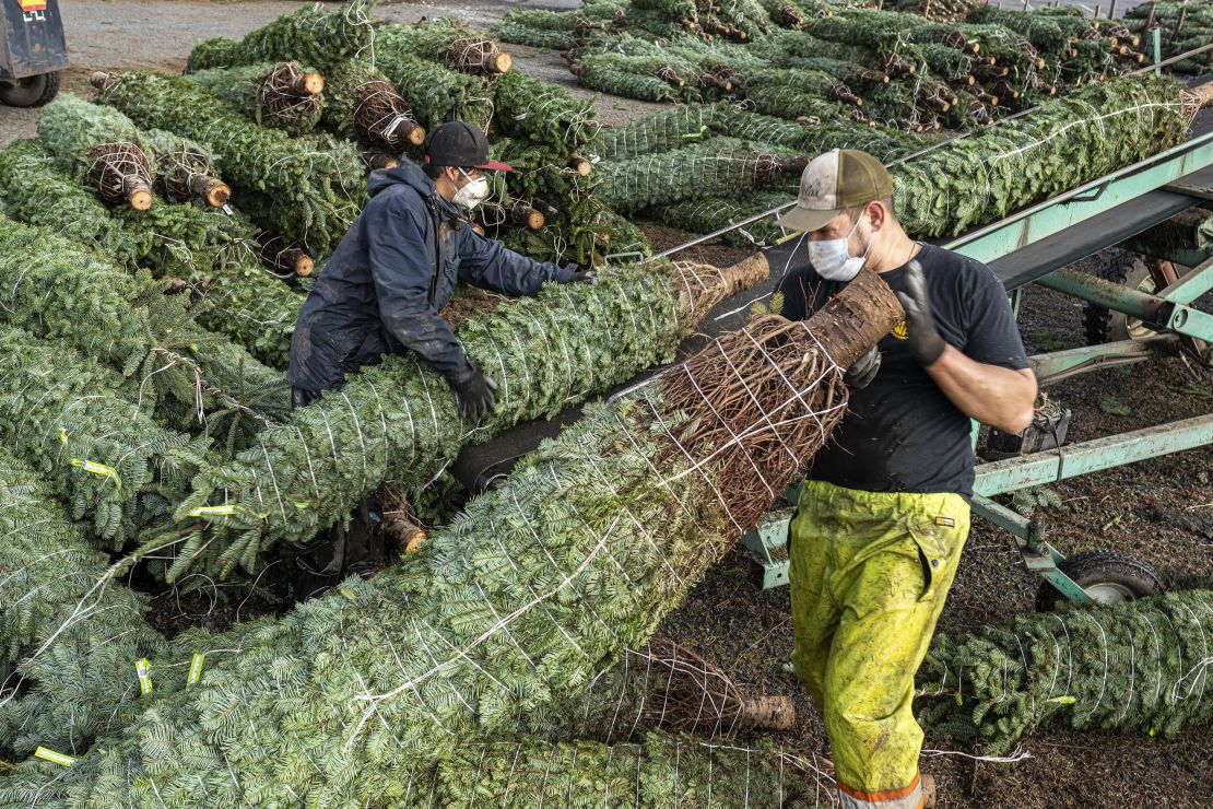 El personal de jardinería carga árboles de Navidad cortados y empaquetados en camiones en Noble Mountain Tree Farm en Salem, Oregón, en 2020. Noble Mountain es una de las granjas de árboles de Navidad más grandes del mundo y cosecha alrededor de 500.000 árboles por temporada.