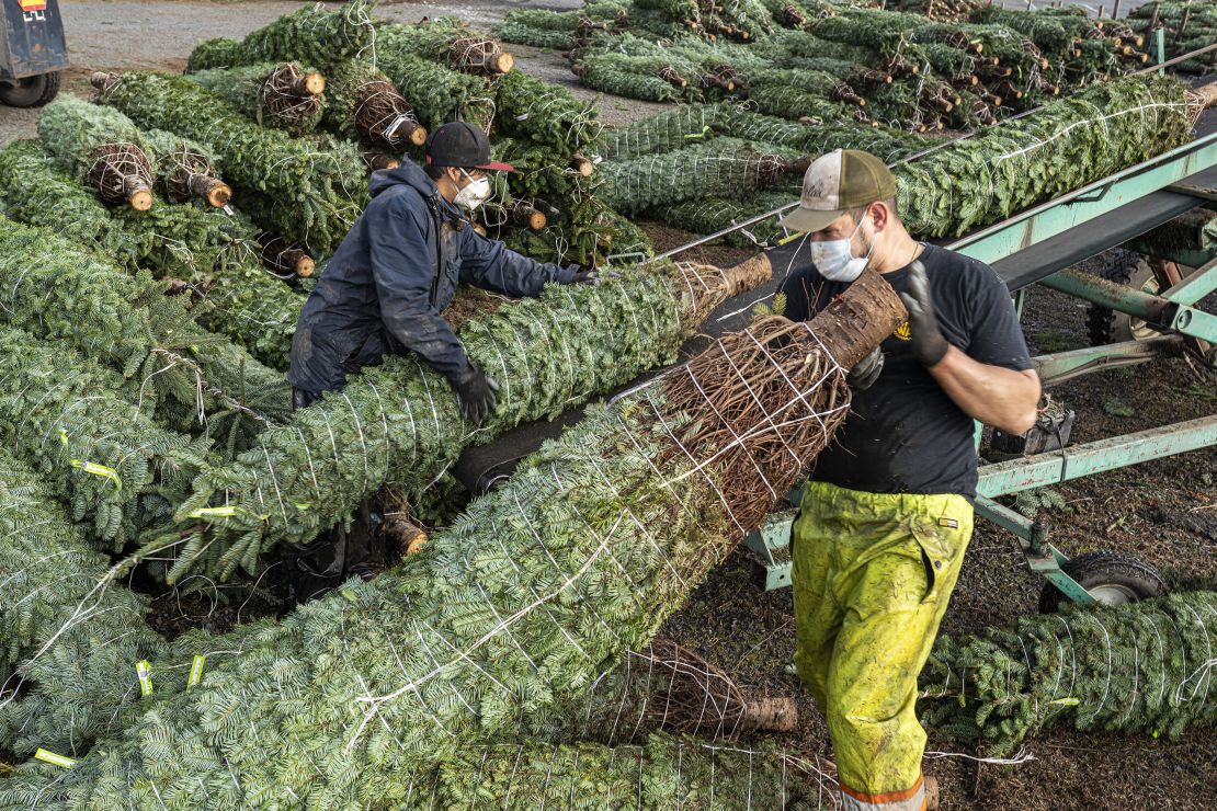 Grounds crew load cut and packaged Christmas trees onto trucks at Noble Mountain Tree Farm in Salem, Oregon, in 2020. Noble Mountain is one of the largest Christmas tree farms in the world, harvesting about 500,000 trees per season.