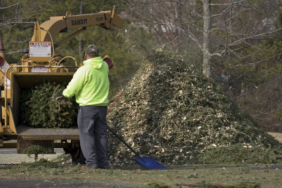 Workers grinding Christmas trees after the hoiday season.