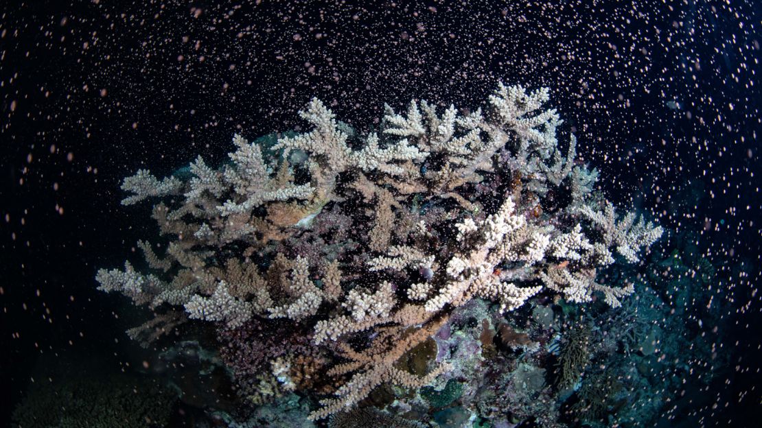 Coral spawning is an annual event on the Great Barrier Reef.
