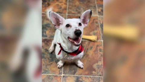 Grogu is a popular pet name this year thanks to the popularity of "The Mandalorian."