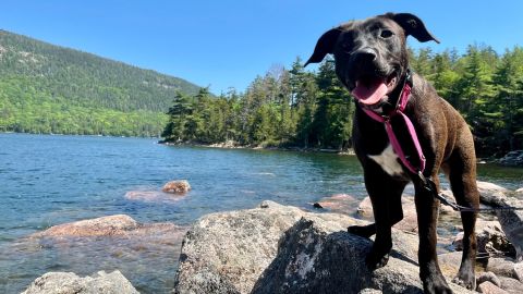 Two-syllable human names like Simone are often desirable for pet owners.