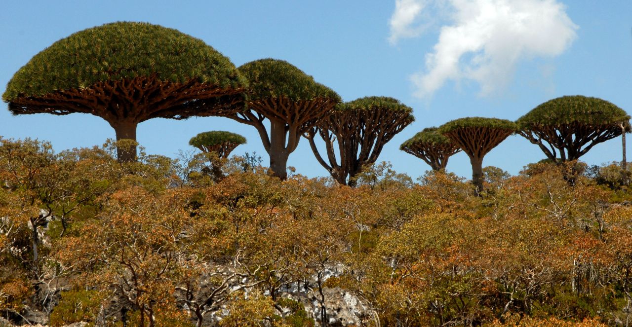 Dragon Blood trees on the Yemeni Island of Socotra.