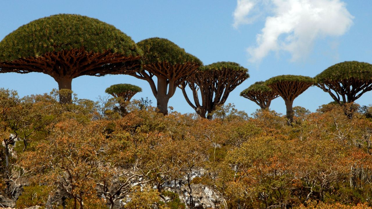 Dragon Blood trees on the Yemeni Island of Socotra.