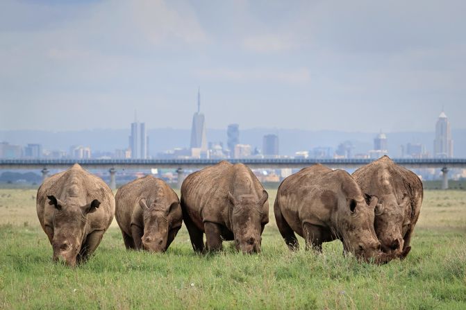 On the outskirts of Kenya's capital, Nairobi-based Portuguese photographer Jose Fragozo captured white rhinos roaming Nairobi National Park, against the skyscraper-filled backdrop of the city. A <a href="index.php?page=&url=https%3A%2F%2Fwww.savetherhino.org%2Frhino-species%2Fblack-rhino%2Frhinos-increase-in-kenya%2F" target="_blank" target="_blank">wildlife census</a> carried out in Kenya earlier this year found that Southern white rhino populations had increased from 510 to 840 between late 2017 and mid 2021.