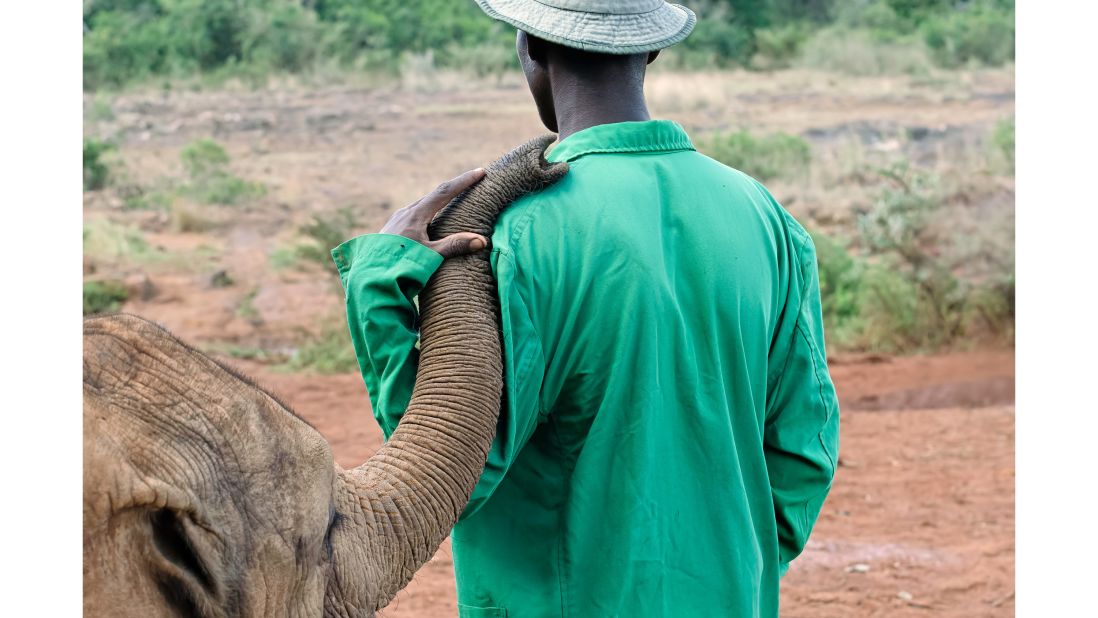 Canadian photographer Kathy Karn shot this intimate portrait of an orphaned elephant calf and keeper at the Sheldrick Wildlife Trust Elephant Orphanage, Kenya, showing the parent-child relationship between them.