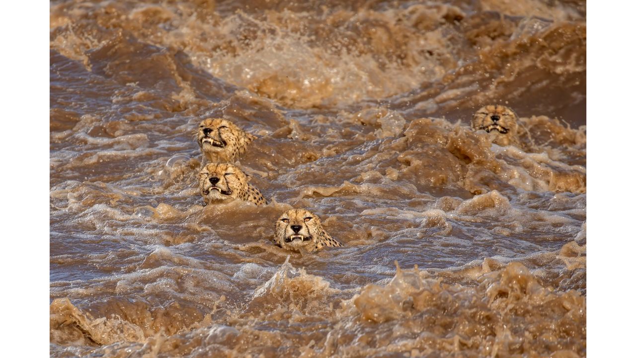 Australia-based photographer Buddhilini de Soyza captured a group of male cheetahs crossing the Talek River in the Maasai Mara, Kenya, when it flooded during heavy rain in January 2020. It was selected for the "African Wildlife Behavior" category.