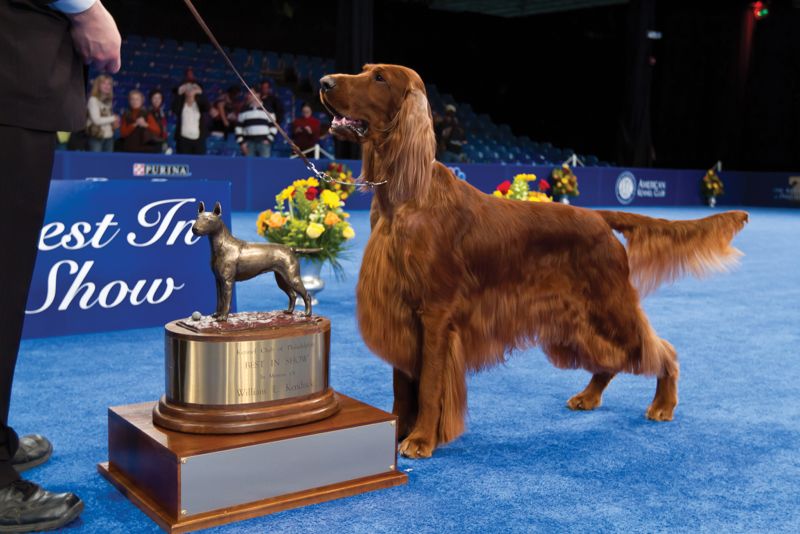 who won best in show at the national dog show