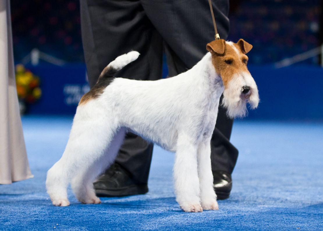 Eira boasted one of the best beards  ever seen on the National Dog Show stage.