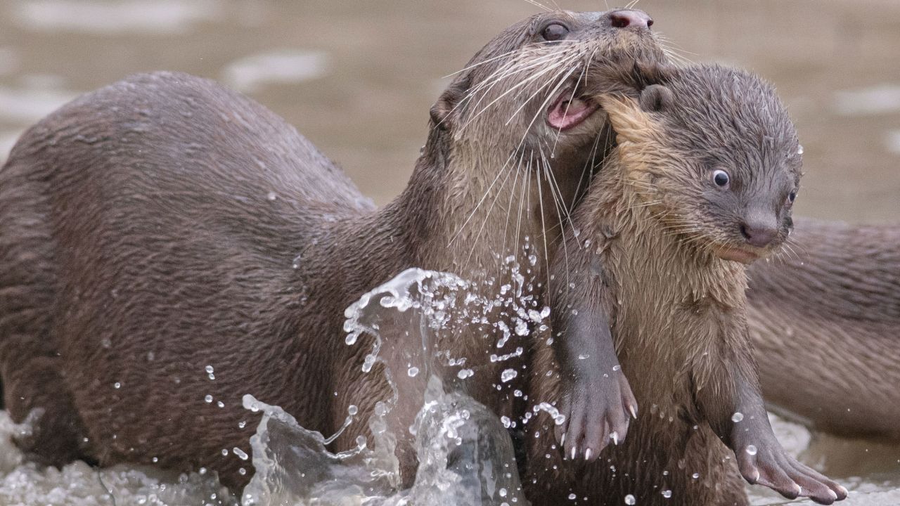 Sometimes, tough love is needed. Chee Kee Teo won the Creatures Under the Water award for this photo of a mother otter teaching her baby to swim.