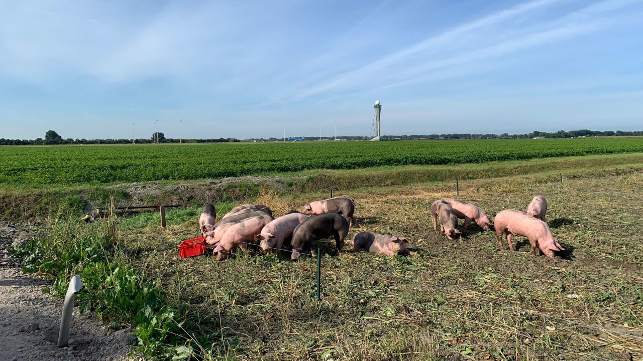 Schiphol Airport employed 20 pigs as part of the pilot project.