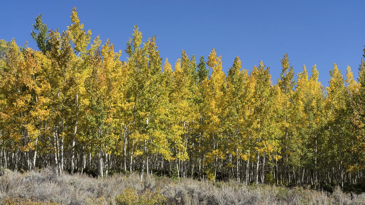 The Pando Aspen Clone, considered the world's largest single organism, is being eaten by deer and elk.