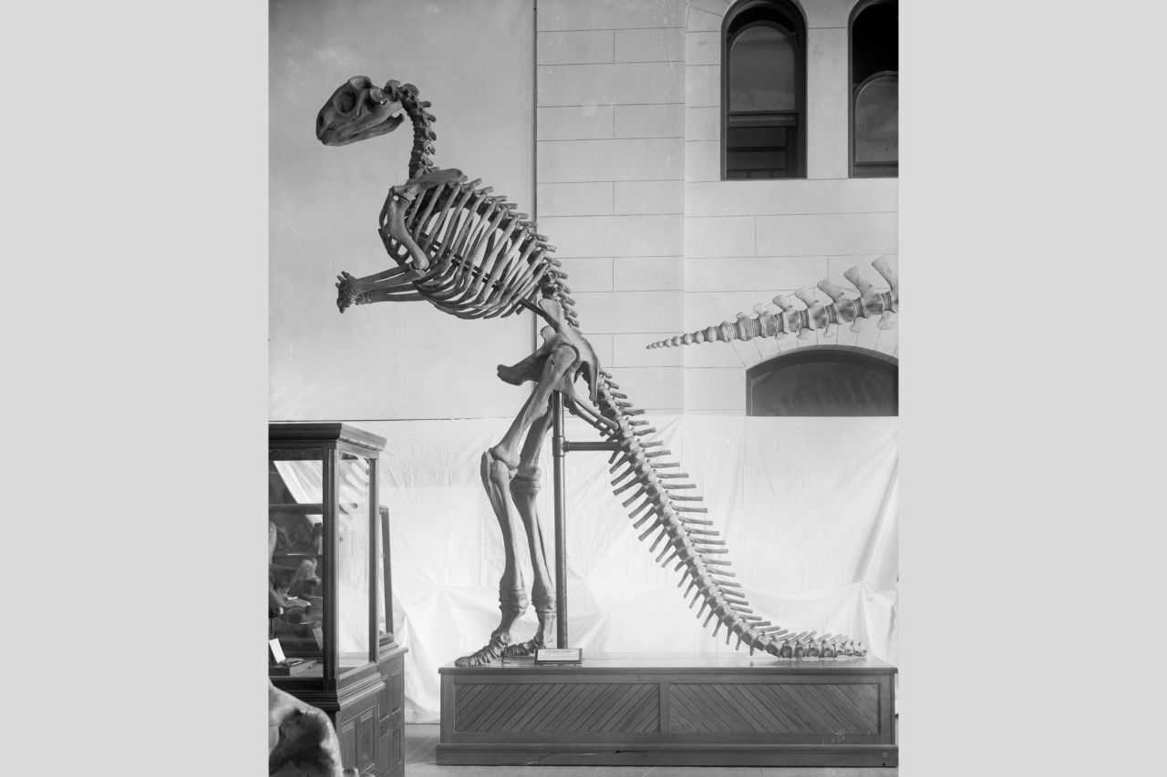 A skeletal restoration of Hadrosaurus foulkii based on the original in the Philadelphia Academy of Natural Sciences, the first ever museum mount of a dinosaur that was also, correctly, upright.