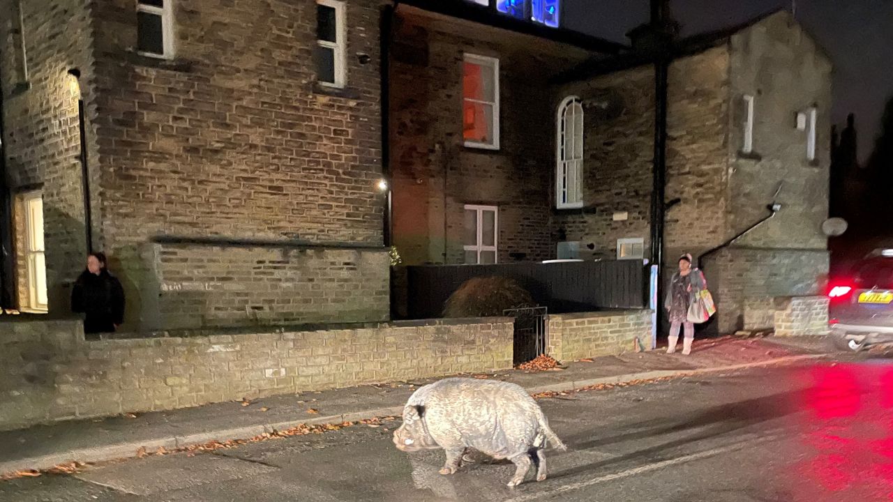 One of the pigs finds its way onto a road next to the golf club.