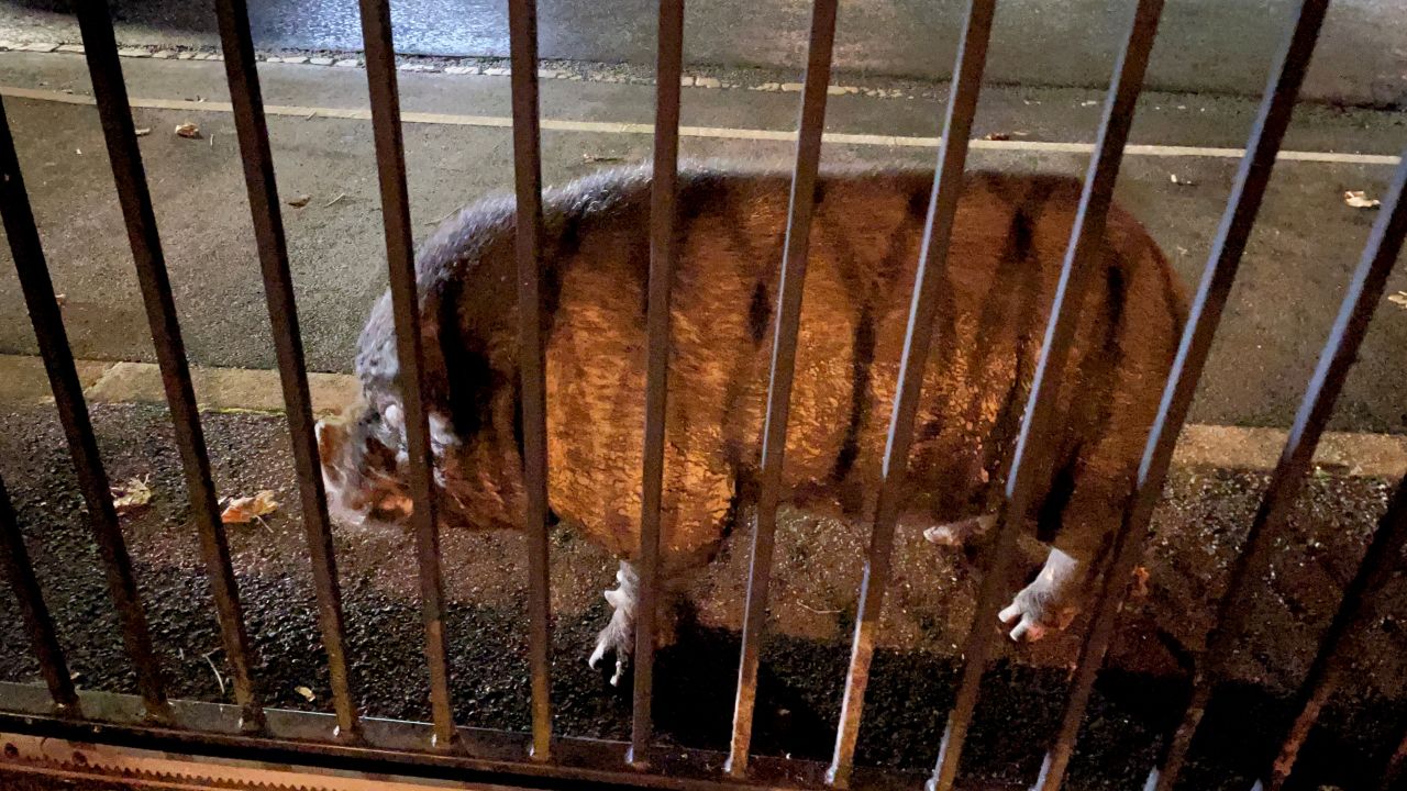 One of the pigs finds its way onto the pavement of a road next to the golf course.