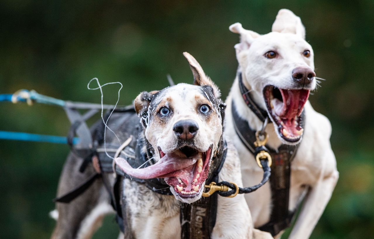 Dogs pull a modified bicycle during a sled dog race in Wagenfeld-Ströhen, Germany, on Sunday, November 21.