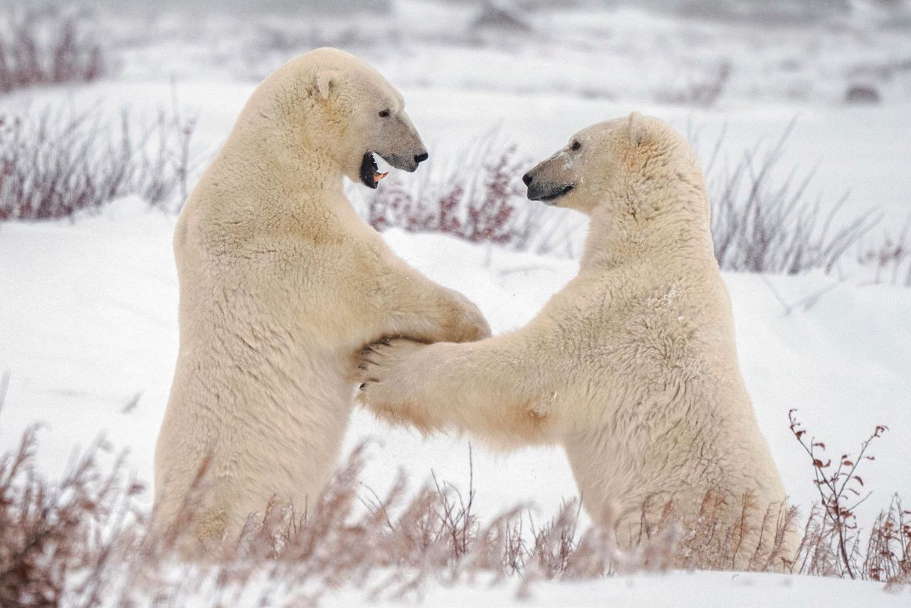 Polar bears play fight with each other near Churchill, Manitoba, on Saturday, November 20.