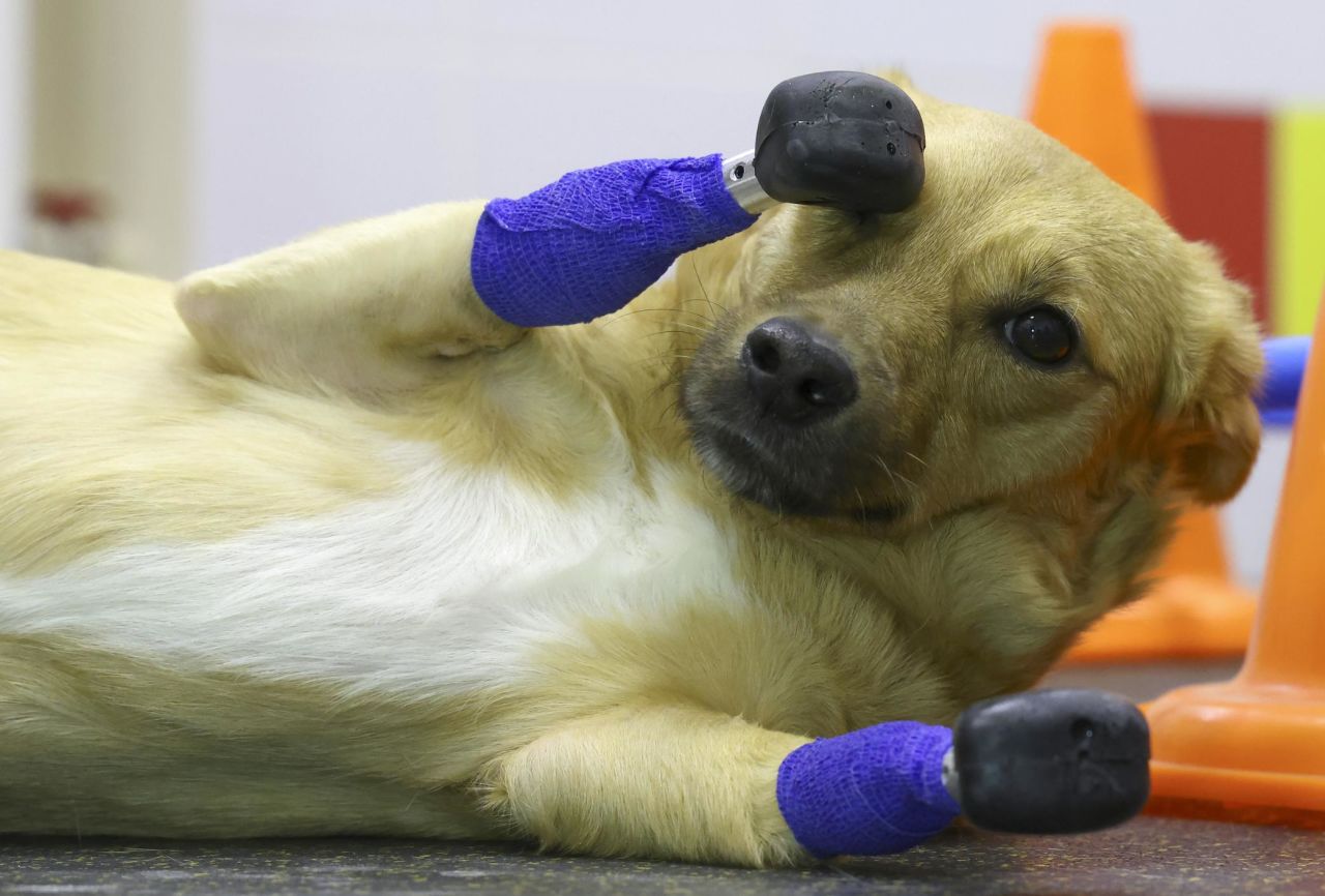 A rescue dog named Monika, who was recently fitted with <a href="https://www.cnn.com/2021/11/20/europe/russia-dog-prosthetic-vet-rescue-animal-operation-scli-intl/index.html" target="_blank">four prosthetic legs,</a> is photographed in Novosibirsk, Russia, on Friday, November 19. The operation was conducted by veterinarian Sergei Gorshkov, who said Monika is adjusting well to her new mobility.