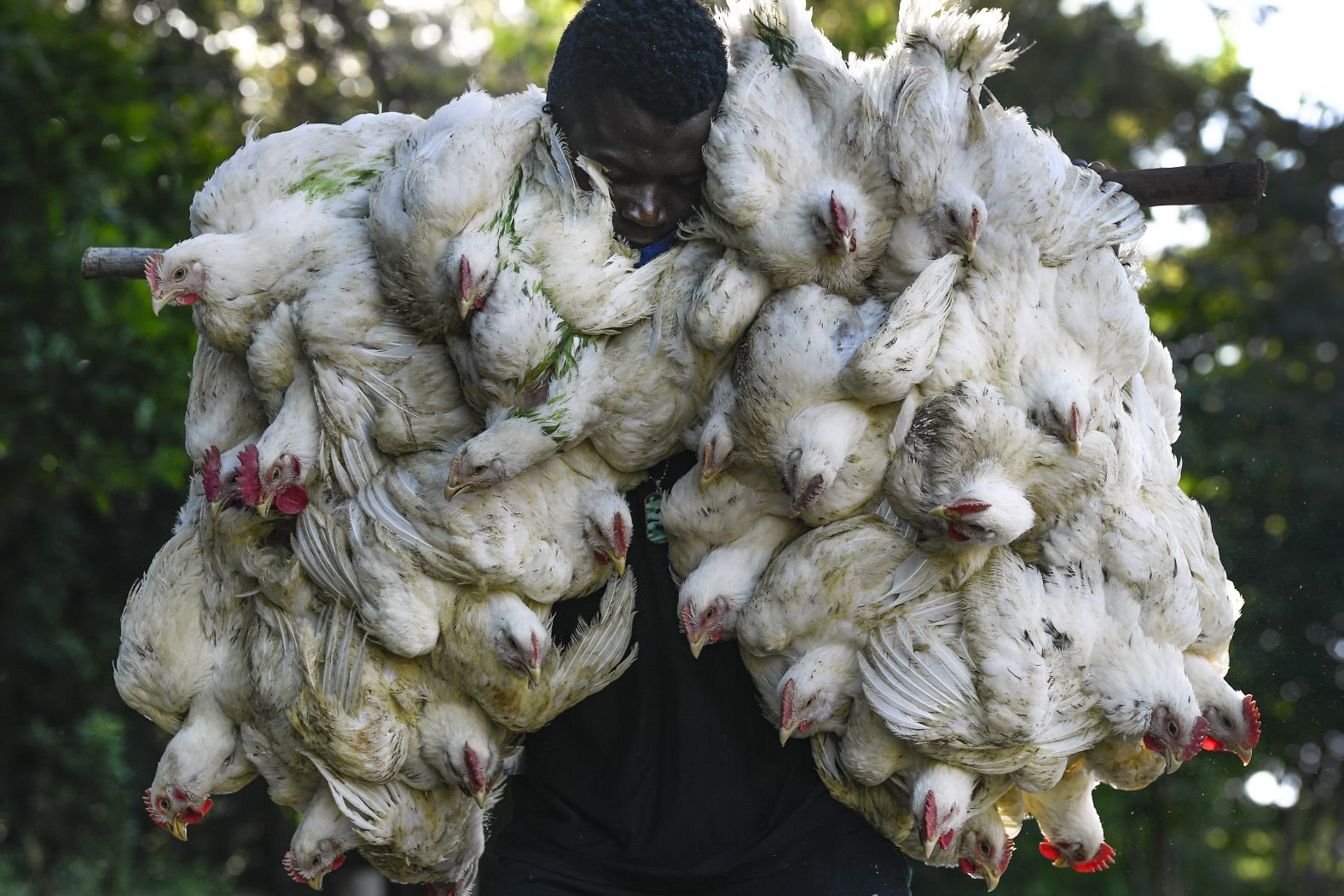 A man returns to Haiti after buying chickens at a market in Dajabón, Dominican Republic, on Friday, November 19.