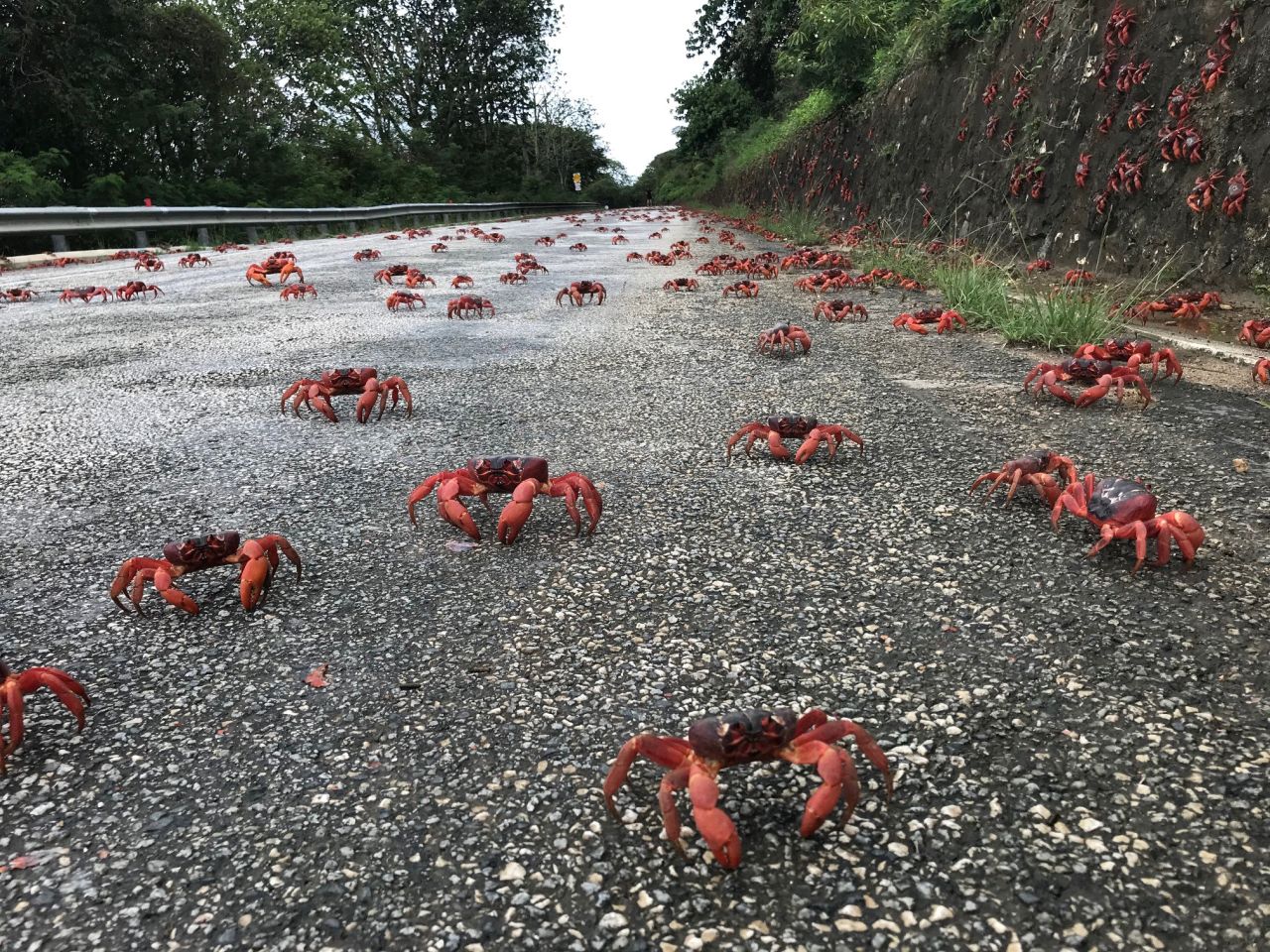 Red crabs walk on a road in Christmas Island, an Australian territory in the Indian Ocean, on Tuesday, November 23. Every year, millions of the island's red crabs <a href="https://www.cnn.com/videos/world/2021/11/18/red-crab-migration-overpass-christmas-island-australia-ctw-vpx.cnn" target="_blank">migrate to the ocean</a> during their mating season.