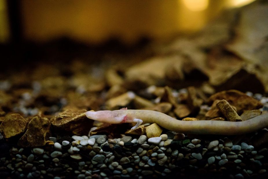<strong>Baby dragons:</strong> The tiny creatures grow to around 25 centimeters long and can live up to 100 years. Here an olm is seen at the famous cave in April 2016.<br />