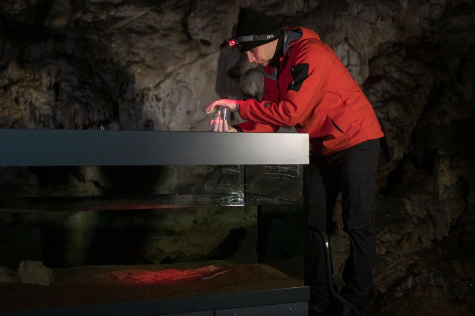 <strong>Cave-dwelling vertebrate: </strong>Gnezda is seen releasing a young olm into the subterranean aquarium at the Postojna Cave in Slovenia June, 2020.