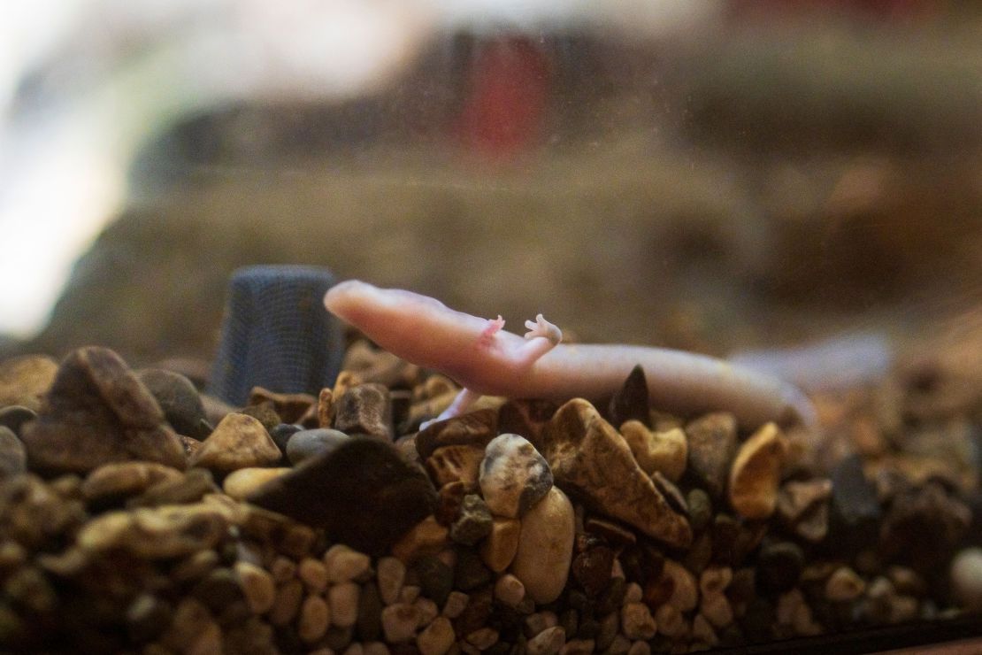 Visitors to Postojna can see olms in an aquarium.