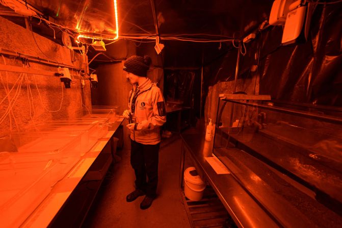 <strong>Extensive research:</strong> Biologist Katarina Kanduc studies containers with young olms at the cave's Vivarium, which leads to the lab where scientists have a license to keep 10 olms for research.