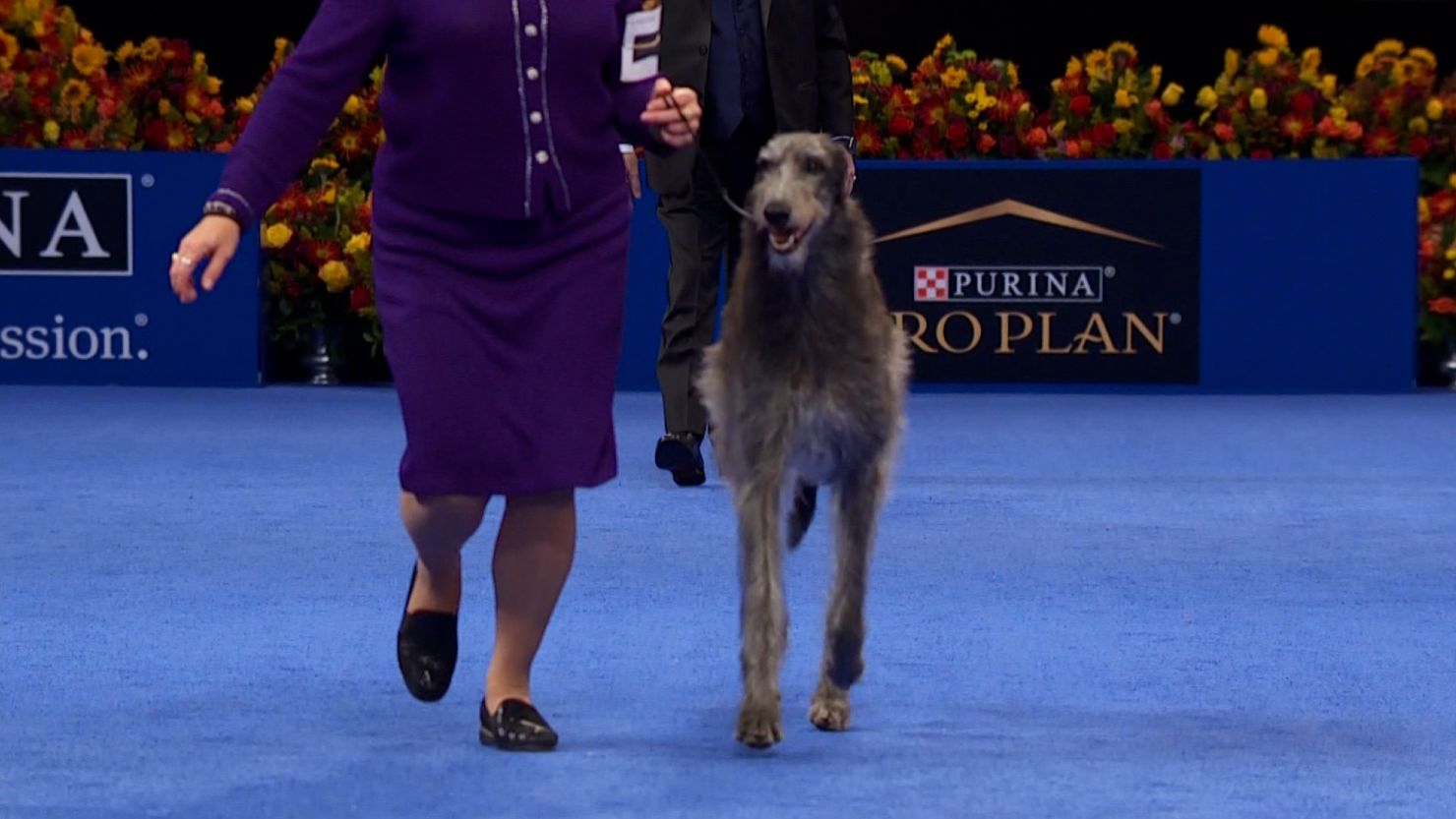National Dog Show 2021 Scottish deerhound Claire first repeat