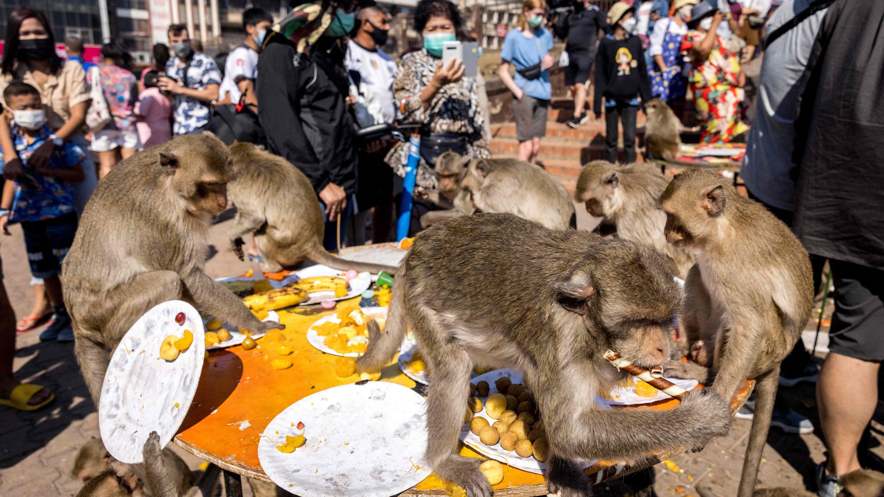 Thai monkey festival returns as tourists finally come back | CNN