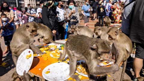 Macaque monkeys eat food left on a table outside the Phra Prang Sam Yod temple during the annual Monkey Buffet Festival in Lopburi province, north of Bangkok on November 28, 2021. (Photo by Jack TAYLOR / AFP) (Photo by JACK TAYLOR/AFP via Getty Images)