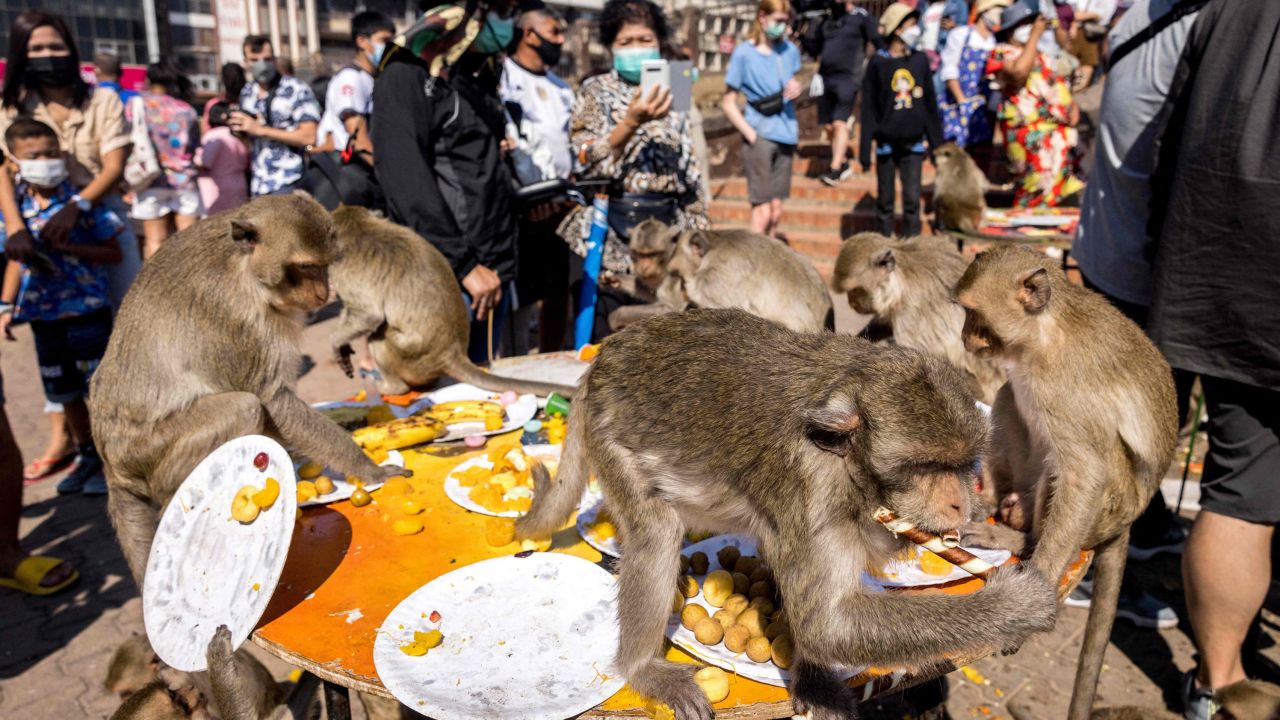 Macaque monkeys eat food left on a table outside the Phra Prang Sam Yod temple during the annual Monkey Buffet Festival in Lopburi province, north of Bangkok on November 28, 2021.