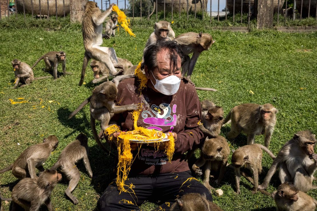 With the tourists gone, what now for Lopburi's famous monkeys?, Thailand