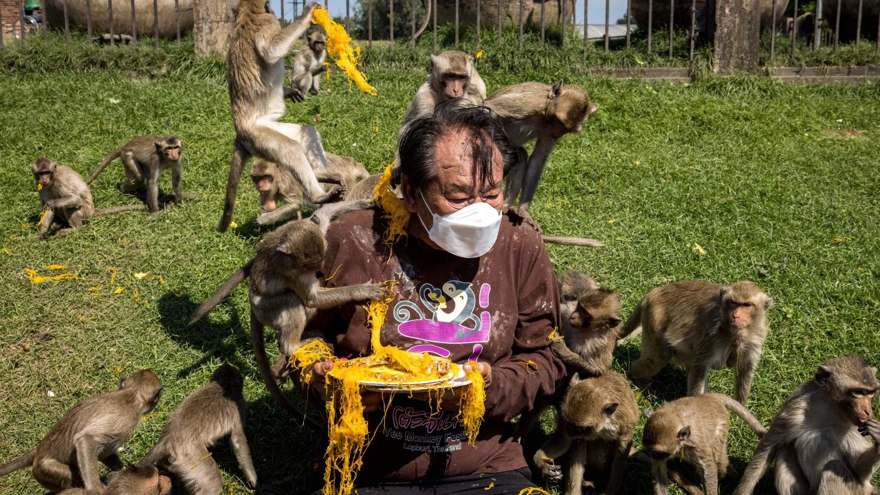Macaque monkeys climb over a man as he serves them a Thai desert outside the Phra Prang Sam Yod temple during the annual Monkey Buffet Festival in Lopburi province, north of Bangkok on November 28, 2021.
