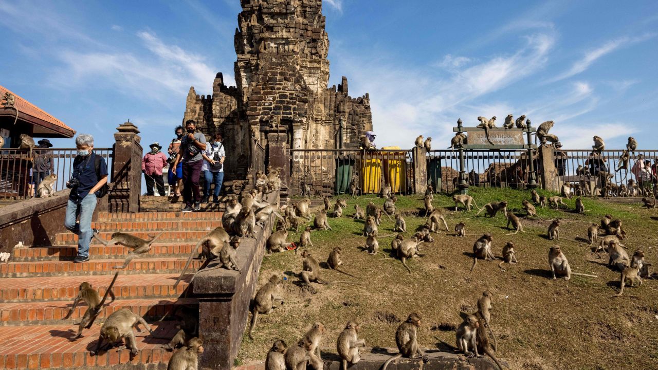 Macaque monkeys gather outside the Phra Prang Sam Yod temple during the annual Monkey Buffet Festival in Lopburi province, north of Bangkok on November 28, 2021.