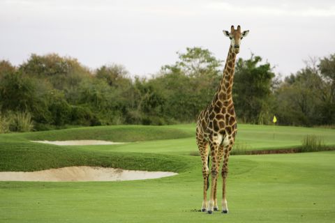 A giraffe crosses the first hole at dusk at the Leopard Creek Country Club Golf in Malelane, South Africa in 2004.