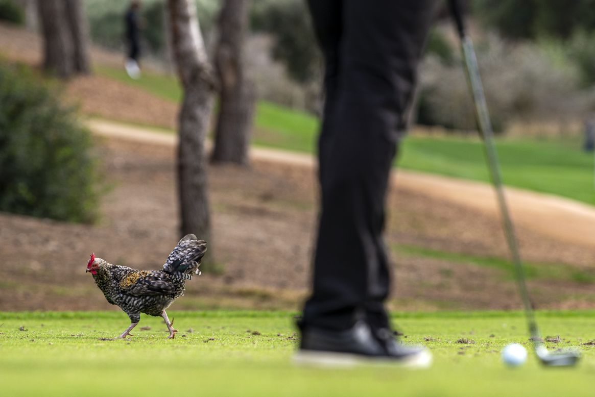 A cockerel is seen on the 15th tee during the second day of the Rolex Challenge Tour Grand Final at T-Golf & Country Club in Mallorca, Spain in 2021.
