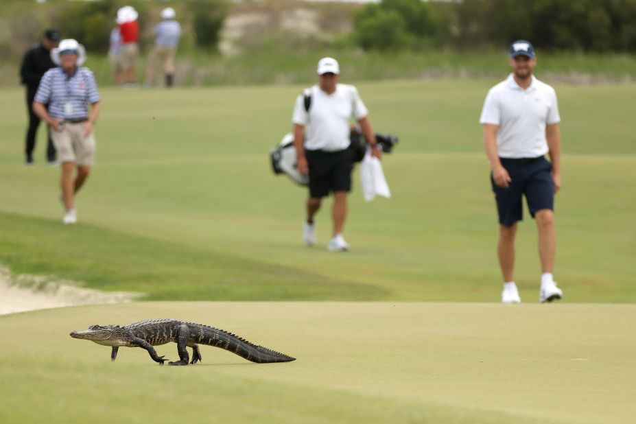 An alligator crosses the sixth green during a practice round prior to the 2021 PGA Championship at Kiawah Island Resort's Ocean Course in South Carolina. 