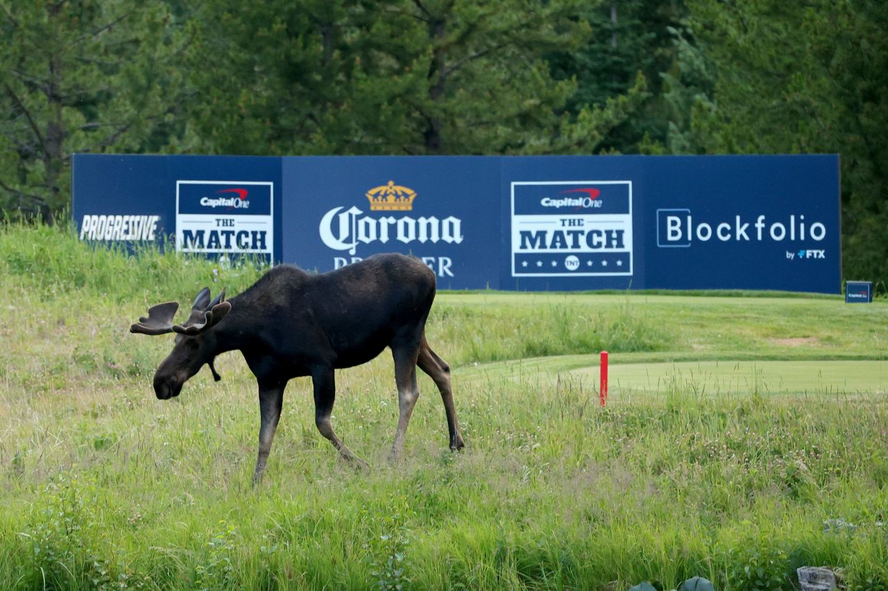 A moose walks across the 16th tee during "The Match" at The Reserve at Moonlight Basin in Big Sky, Montana in 2021. 