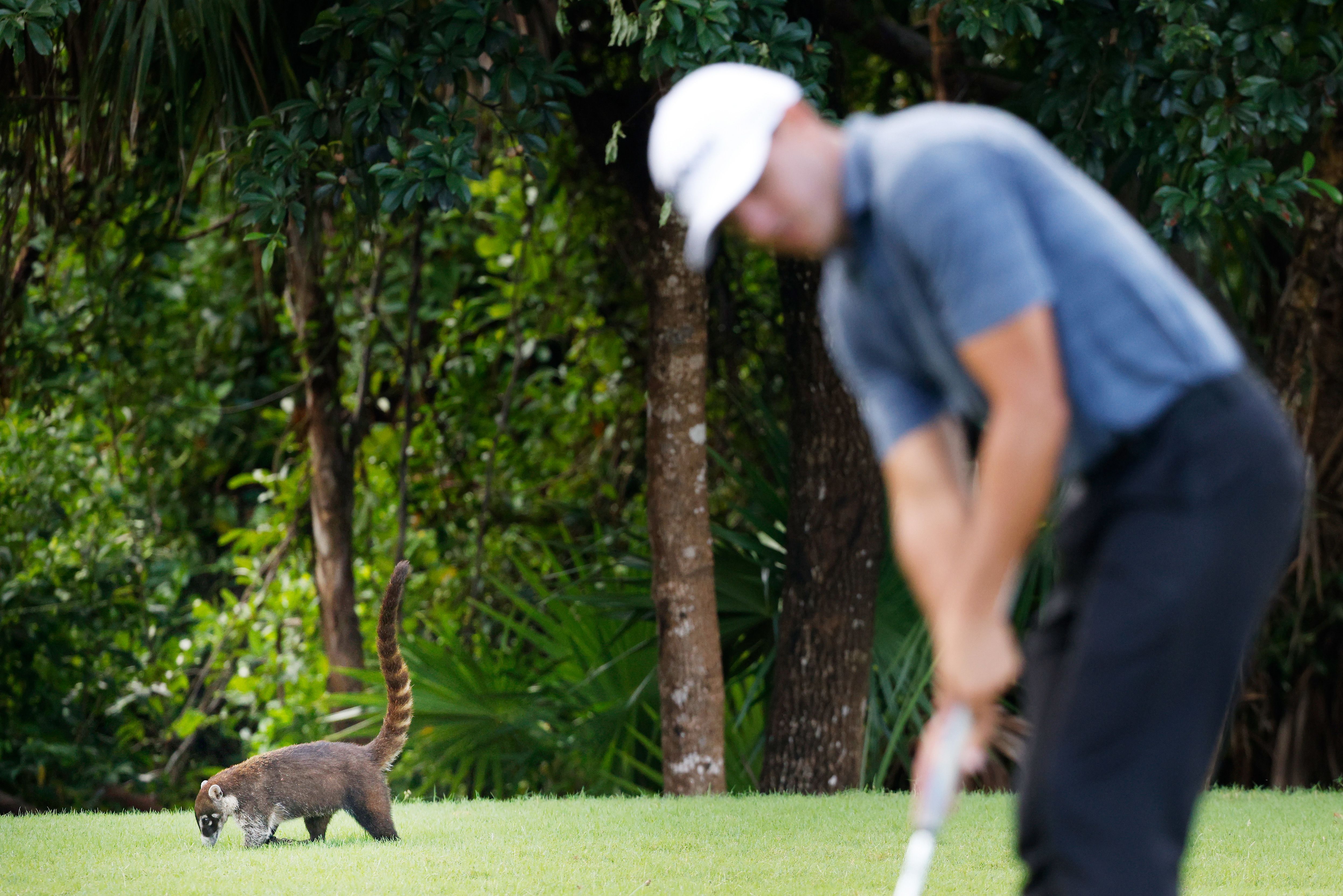 Snake handler turns old golf clubs into handling hooks to help prevent  reptile deaths - ABC News