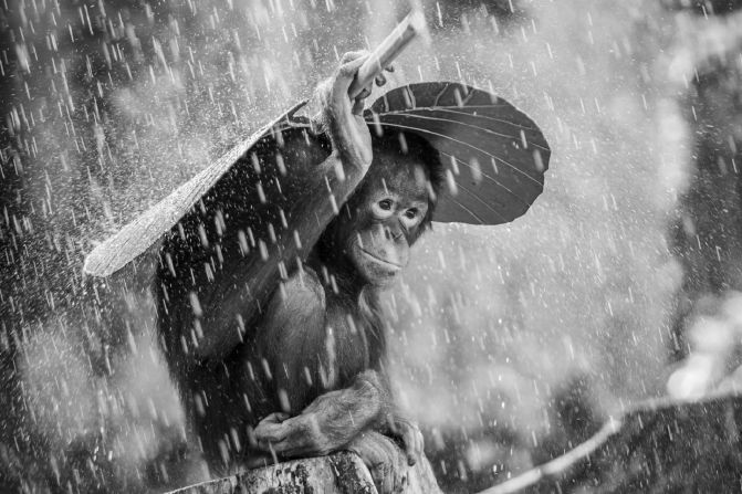 <strong>Andrew Suryono - An Orangutan's Struggle for Survival</strong>. <br />Orangutans are known to imitate human behavior and this youngster is sheltering from the rain under a leaf. The orangutan is Asia's only great ape and is found mostly in Borneo and Sumatra in Indonesia. Bornean orangutan populations have fallen by more than 50% over the past 60 years, and the species has lost more than half its habitat in the past 20 years, <a href="index.php?page=&url=https%3A%2F%2Fwww.worldwildlife.org%2Fspecies%2Fbornean-orangutan" target="_blank" target="_blank">according to the WWF</a>.<br />