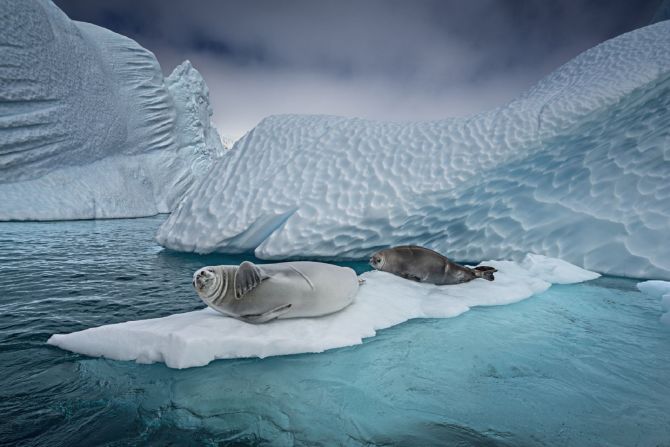 <strong>Cristina Mittermeier - Crabeater Seals. </strong><br />Crabeater seals relaxing in the Antarctic, in an image captured by <a href="index.php?page=&url=https%3A%2F%2Fedition.cnn.com%2Fstyle%2Farticle%2Fcristina-mittermeier-sealegacy-photography-action-spc-intl-c2e%2Findex.html" target="_blank">conservation photography pioneer Cristina Mittermeier</a>. Through her organization SeaLegacy, Mittermeier is working to support new marine protected areas in the Antarctic Peninsula.<br />