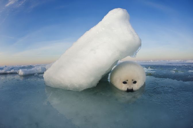 <strong>Jennifer Hayes - Seeking Shelter. </strong><br />A harp seal pup shelters from the winds that scour the sea ice covering the Gulf of St. Lawrence, <a href="index.php?page=&url=https%3A%2F%2Fwww.britannica.com%2Fplace%2FGulf-of-Saint-Lawrence" target="_blank" target="_blank">Canada</a>, photographed by Jennifer Hayes.<br />