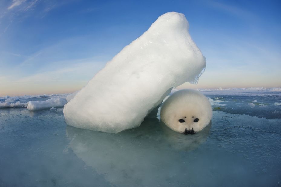 <strong>Jennifer Hayes - Seeking Shelter. </strong><br />A harp seal pup shelters from the winds that scour the sea ice covering the Gulf of St. Lawrence, <a href="https://www.britannica.com/place/Gulf-of-Saint-Lawrence" target="_blank" target="_blank">Canada</a>, photographed by Jennifer Hayes.<br />